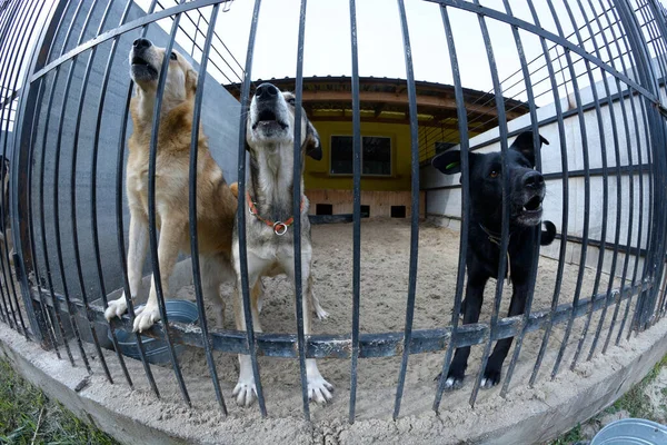 Animal abuse. Aggressive stray dogs snarling behind bars in the aviary. Municipal animal shelter