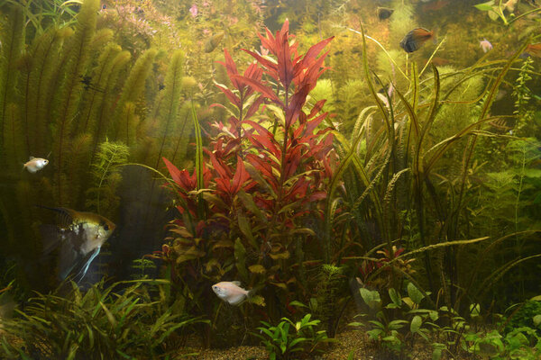 Green plants growing and pet fishes swimming in an aquarium