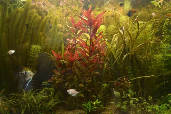 Зелені Рослини Ростуть Домашні Риби Плавають Акваріумі Стокова Картинка