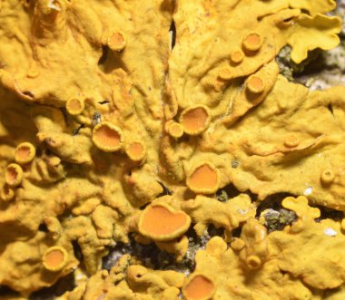 Ağaç gövdesinde büyüyen sarı liken..