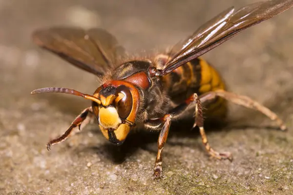 Büyük sarı eşek arısı kuru dere yatağında yiyecek arıyor..
