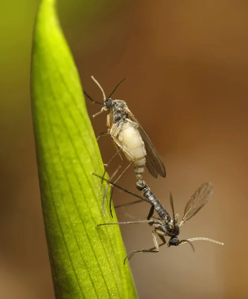 Szúnyogok Közösülnek Egy Növényen Homályos Háttér Előtt Stock Kép
