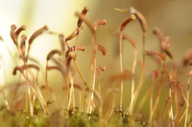 Yerde büyüyen yosun alüminyum çift cinsiyetli tohumlar..