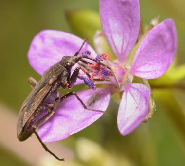 Tohum böceği Rhyparochromidae yaygın leylek gagasının polenini yiyor, Erodyum Cicutarium, çiçek.
