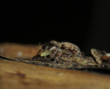 Sıçrayan örümcek Taklitçiler ağaç gövdesinde oturmuş yaprak biti yiyorlar, siyah arkaplan