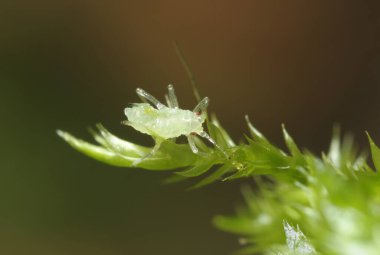 Aphid, Aphidoidea, bir bitki ormanında oturuyor.