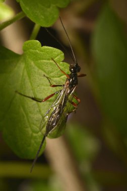 Lissonota eşekarısı bir yaprağın üzerinde oturuyordu..
