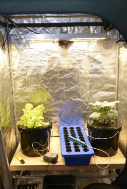 Büyüme kutusunda büyüyen bitkiler, LED lambaları, diğer ekipman setleri