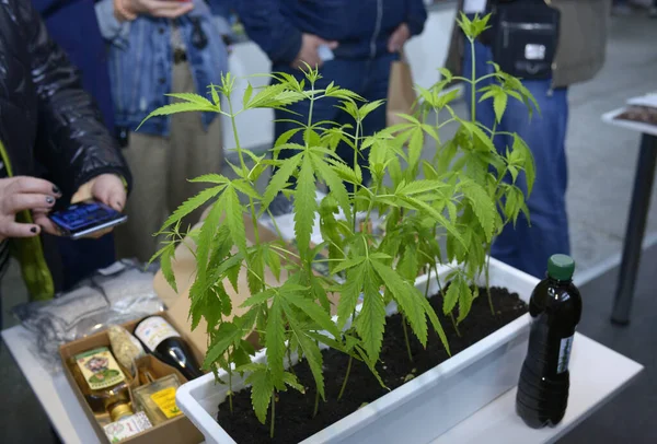 Variedad Cannabis Medicinal Creciendo Una Maceta Personas Tomando Fotos Por Imagen de stock