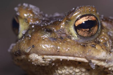 Kahverengi kurbağanın başı, makro..