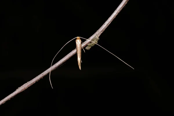 stock image fairy longhorn moth, Nematopogon, sitting on a branch tree, black background.