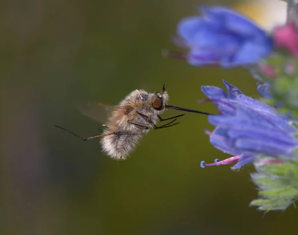 bee fly Bombyliidae flying up to a blue wild flower to feed nectar.
