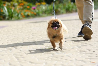 Sahibi ile birlikte koşan bir köpek Şehir parkında koşuyor.