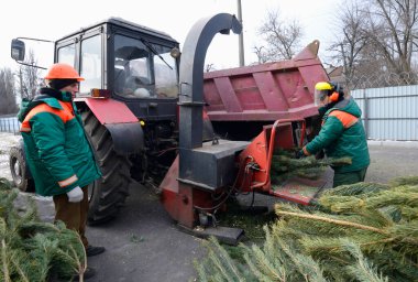 Belediye çalışanları kullanılmış Noel ağacının dallarını öğütücüye koyuyorlar. Kullanılmış Noel ağaçlarını geri dönüşüm için toplama noktası. Kiev, Ukrayna. 16 Ocak 2018