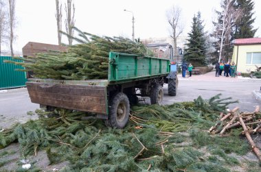 Traktör römorku geri dönüşüm için kullanılmış Noel ağaçlarını boşaltıyor. Kullanılmış Noel ağaçlarını geri dönüşüm için toplama noktası. Kiev, Ukrayna. 16 Ocak 2018