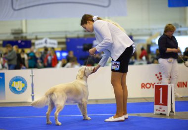 Sahibi Golden Retriever cinsini rengini ve oranını tahmin ettiği için tutuyor. Büyük köpek gösterisi. 19 Şubat 2018. Kiev, Ukrayna