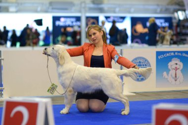Sahibi Golden Retriever cinsini rengini ve oranını tahmin ettiği için tutuyor. Büyük köpek gösterisi. 19 Şubat 2018. Kiev, Ukrayna