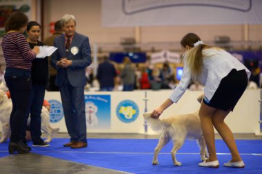 Sahibi Golden Retriever cinsini rengini ve oranını tahmin ettiği için tutuyor. Büyük köpek gösterisi. 19 Şubat 2018. Kiev, Ukrayna
