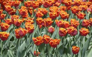 Şehir parkındaki çimlerde büyüyen kırmızı laleler ve burgerler..