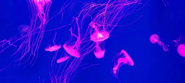 stock image Jellyfishes swimming in the blue water.