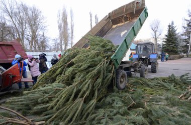 Traktör römorku geri dönüşüm için kullanılmış Noel ağaçlarını boşaltıyor. Kullanılmış Noel ağaçlarını geri dönüşüm için toplama noktası. 16 Ocak 2018, Kiev, Ukrayna.