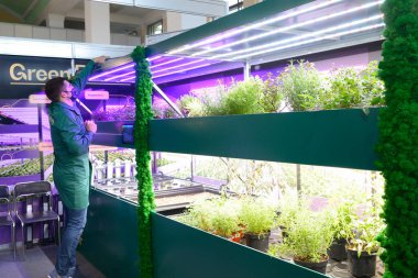 Profesyonel hidroponikte saksılarda büyüyen fabrikaları kontrol eden, çalışan, LED lambaları yakan iş elbiseli adam. 14 Ekim 2021. Kyiv, Ukrayna