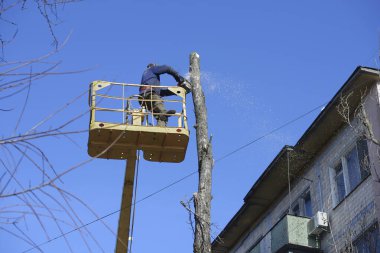 Kamyon testeresi ile ölü ağaç kesen belediye işçisi.
