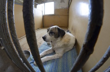 Parmaklıkların arkasında başıboş köpekler oturuyor. Belediye hayvan barınağı. Borodyanka, Ukrayna.