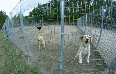 Açık hava kuşhanesinde başıboş köpekler parmaklıklar ardında homurdanıyor. Belediye hayvan barınağı. Belediye hayvan barınağı. Borodyanka, Ukrayna