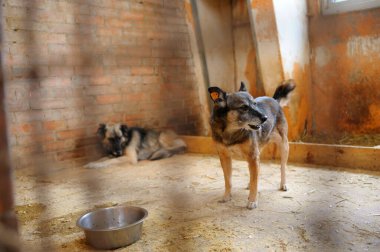 Parmaklıkların arkasında başıboş köpekler oturuyor. Belediye hayvan barınağı. Borodyanka, Ukrayna.