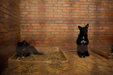 Parmaklıkların arkasında başıboş köpekler oturuyor. Belediye hayvan barınağı. Borodyanka, Ukrayna.