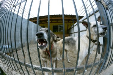 Açık hava kuşhanesinde başıboş köpekler parmaklıklar ardında homurdanıyor. Belediye hayvan barınağı. Belediye hayvan barınağı. Borodyanka, Ukrayna
