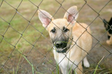 Parmaklıkların arkasındaki açık hava kafesinin içinde bekleyen üzgün sokak köpekleri. Belediye hayvan barınağı. Borodyanka, Ukrayna