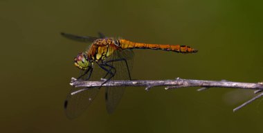 Yusufçuk Ruddy Darter, Sympetrum Sanguineum, kuru bir bitki sapında oturan dişi..