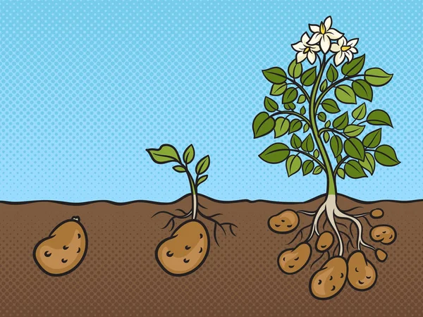 Three Stages Growth Potato Plant Pinup Pop Art Retro Vector — Image vectorielle