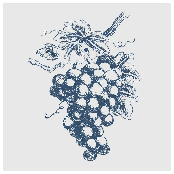 bunch of grapes sketch obsolete blue style raster illustration. Old hand drawn azure engraving imitation.