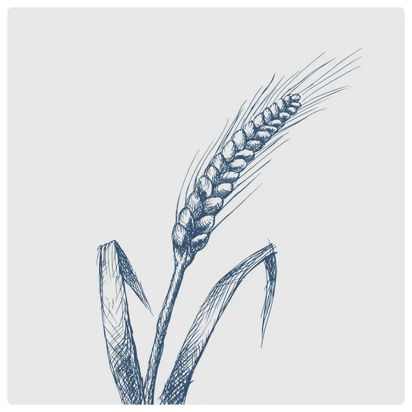 Эскиз Уха Пшеницы Устаревший Векторный Рисунок Синем Стиле Имитация Лазурной — стоковый вектор