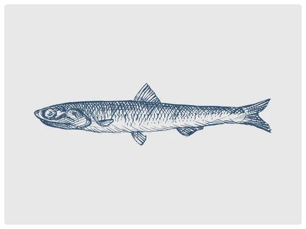 Ansjovis Fisk Skiss Föråldrad Blå Stil Raster Illustration Gammal Handritad — Stockfoto