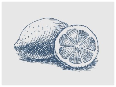 Limonlu turunçgil meyvesi eskizi. Modası geçmiş mavi çizim. Eski el çizimi gök mavisi gravür taklidi.
