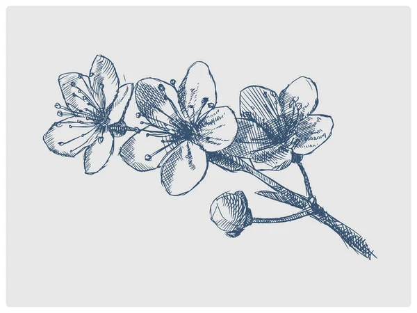 Cherry Blossom Sketch Obsolete Blue Style Raster Illustration Old Hand — Stock Photo, Image