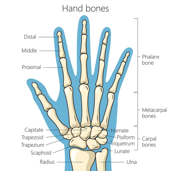 手の解剖図ベクトル図の骨 医学教育図 — ストックベクタ