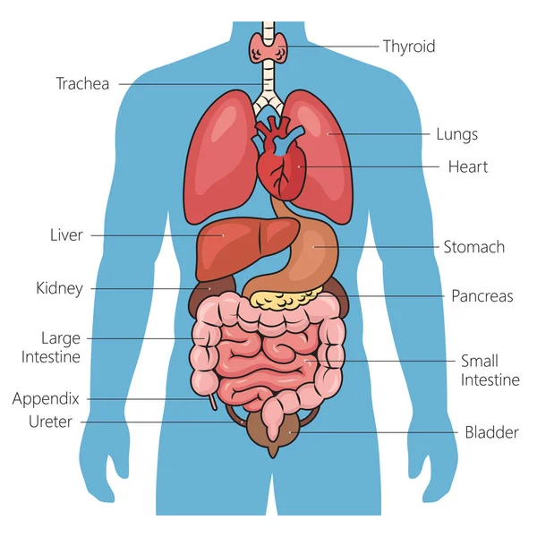 Nsan Organları Şematik Vektör Çizimi Tıp Bilimi Eğitimsel Illüstrasyon — Stok Vektör