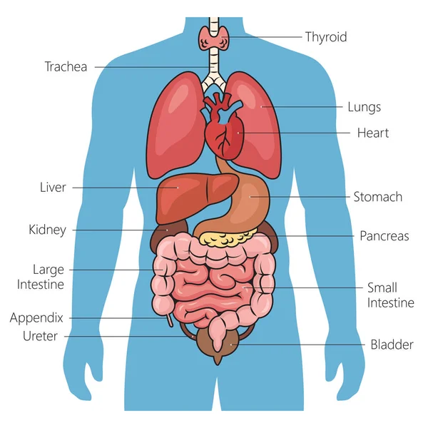 人体内部器官示意图光栅示意图 医学教育说明 — 图库照片