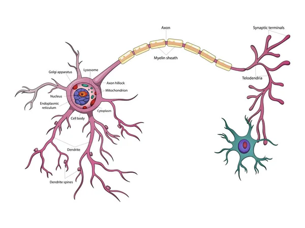 stock vector Neuron structure brain cell diagram schematic vector illustration. Medical science educational illustration