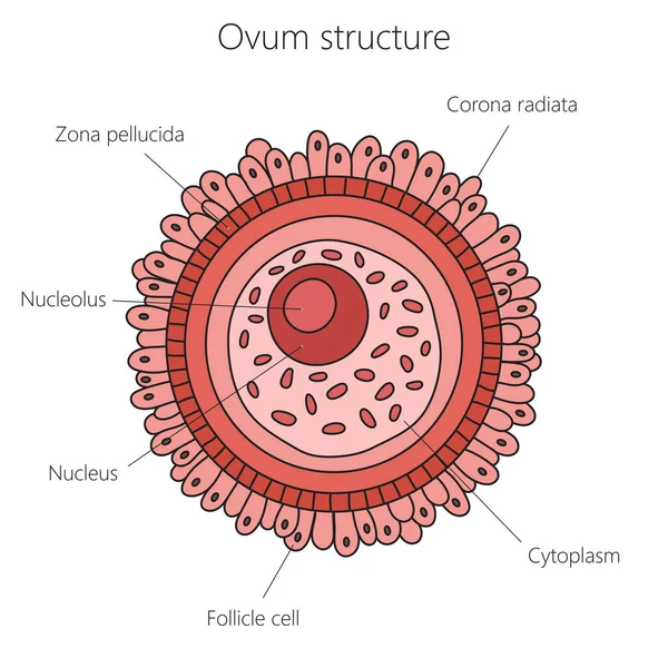 Yumurta Hücre Yapısı Şematik Vektör Çizimi Tıp Bilimi Eğitimsel Illüstrasyon — Stok Vektör