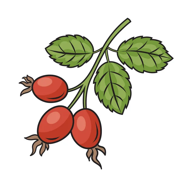 Схематическая Векторная Иллюстрация Розового Бедренного Пса Лекарственными Растениями Образовательная Иллюстрация — стоковый вектор