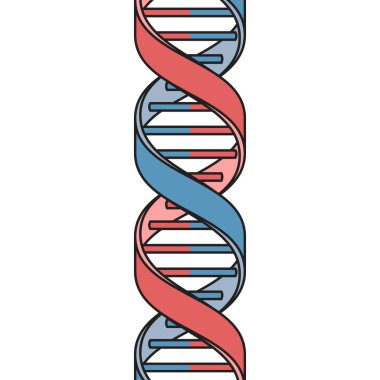 DNA Deoksiribonükleik asit spiral çift sarmal şematik şematik raster çizimi. Tıp bilimi eğitimsel illüstrasyon