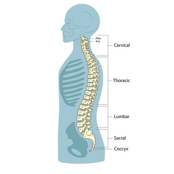 人类脊椎结构椎体柱状图 图式栅格图解 医学教育说明 — 图库照片