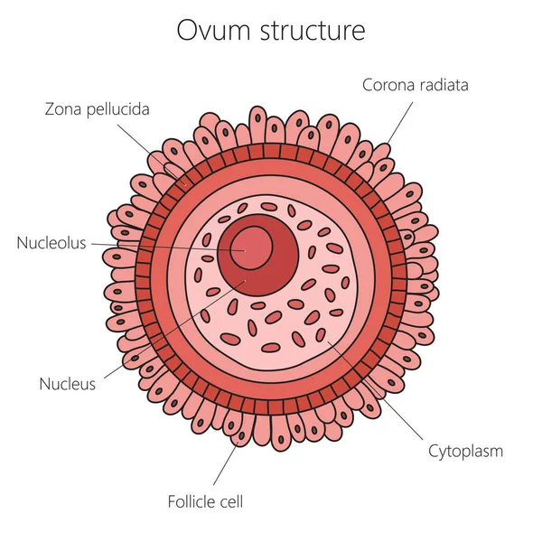 卵細胞構造図模式図ラスター図 医学教育図 — ストック写真