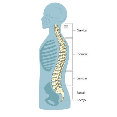 İnsan omurgası omurga diyagramı şematik vektör çizimi. Tıp bilimi eğitimsel illüstrasyon